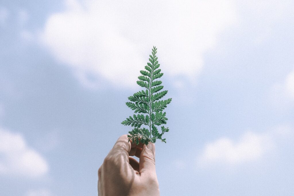 leaves, tree, green, nature, god, blue sky, sky, cloud, peaceful, blue, colour, art